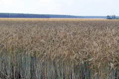 IMG_0017
