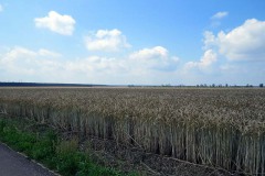 IMG_0018