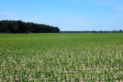 P6030026