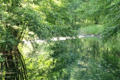 2kanal_seerosen