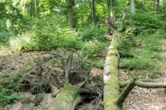 wald
