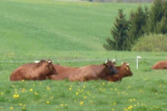 p1000579_copy