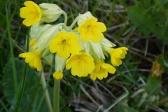 p1000584_copy p1000584_copy