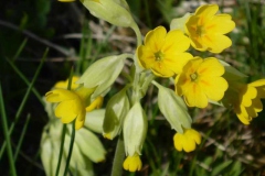 p1000585_copy p1000585_copy