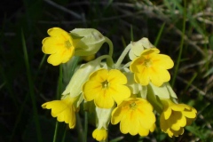 p1000586_copy p1000586_copy