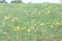 p1000588_copy p1000588_copy