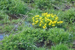 p1000605_copy p1000605_copy