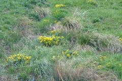 p1000606_copy p1000606_copy