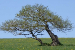 p1000607_copy p1000607_copy