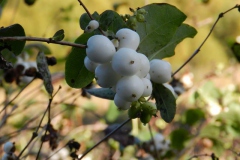 dscn3529