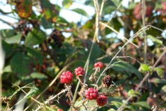 dscn3552