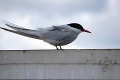 051519aa