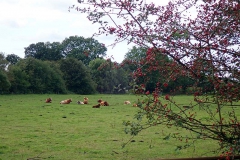 OLYMPUS DIGITAL CAMERA