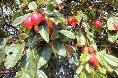 P9150127