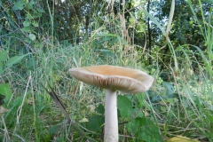 dscn3013