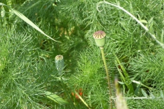 p1020943