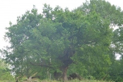 p1020973