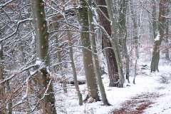 OLYMPUS DIGITAL CAMERA OLYMPUS DIGITAL CAMERA