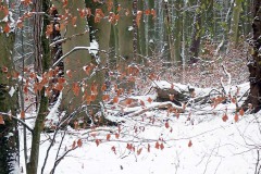 OLYMPUS DIGITAL CAMERA OLYMPUS DIGITAL CAMERA