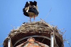 IMG_0095