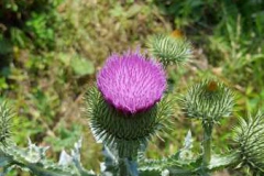 img-20160626-wa0012