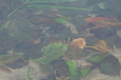 cimg2885_800x600