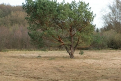 cimg2890_800x600