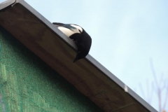 dscn2287_800x600