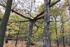 dscn2339_800x600