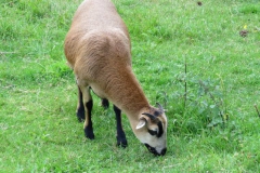 img_0738 img_0738