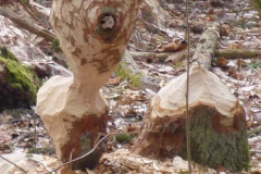 p1000432_copy