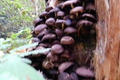 dscn3710