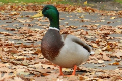 dscn3751