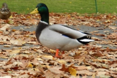 dscn3752
