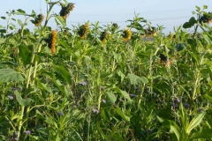 p1000087