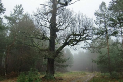 cimg3349