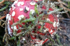 img-20161023-wa0145