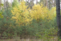 p1020431