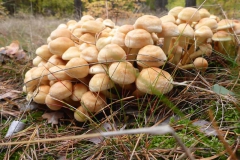 p1020442