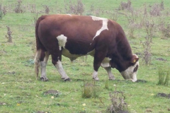 p1020454