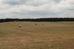 feld