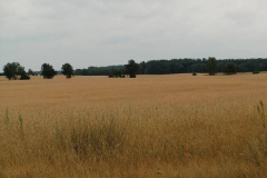 feld1