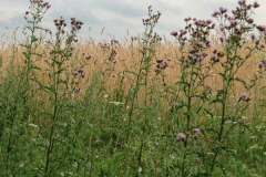 feld3