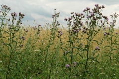 feld4