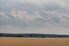 feld5