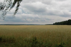 feld6