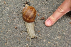 schnecke