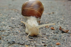 schnecke2