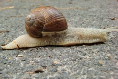 schnecke3