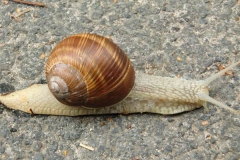 schnecke4